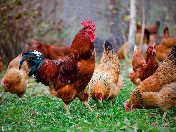 Породы куриц | ЗооТом - продажа, вязка и услуги для животных в Морозовске