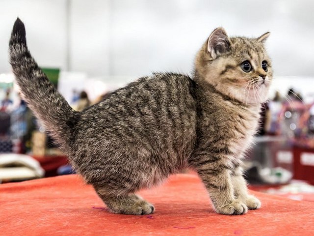 Породы кошек в Морозовске | ЗооТом портал о животных