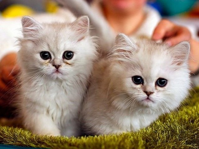 Породы кошек в Морозовске | ЗооТом портал о животных
