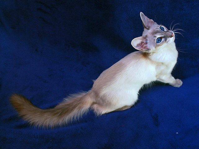 Выведенные породы кошек в Морозовске | ЗооТом портал о животных
