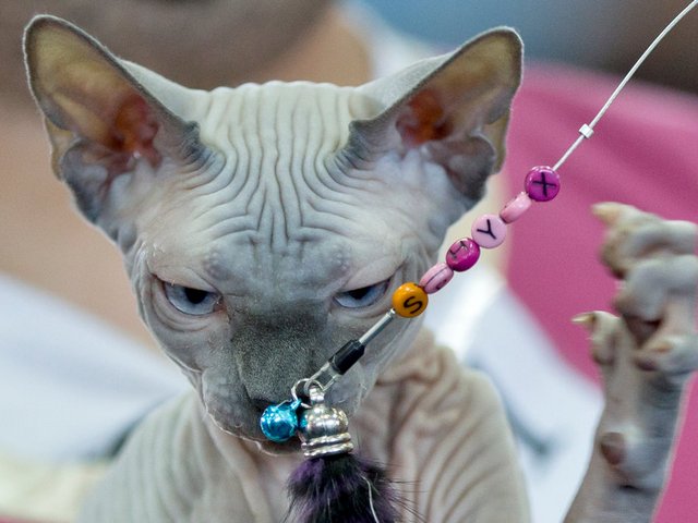 Выставки кошек в Морозовске | ЗооТом портал о животных