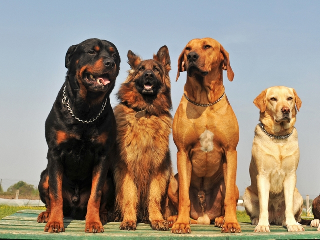 Крупные породы собак в Морозовске | ЗооТом портал о животных