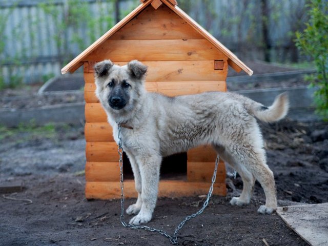 Все о собаках в Морозовске